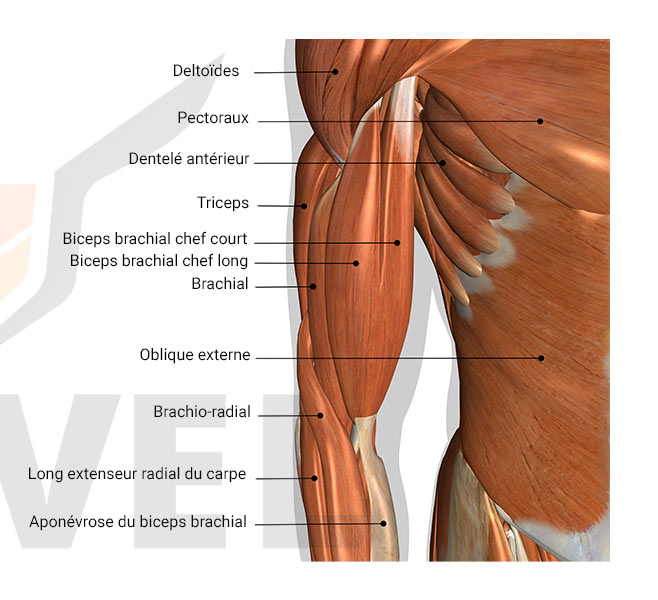 Séance de musculation des bras : anatomie et exercices