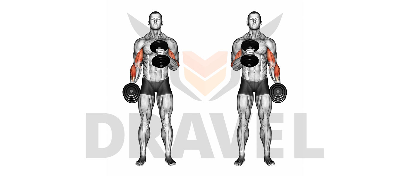 Anatomie : Les Biceps - Blog Eric Favre