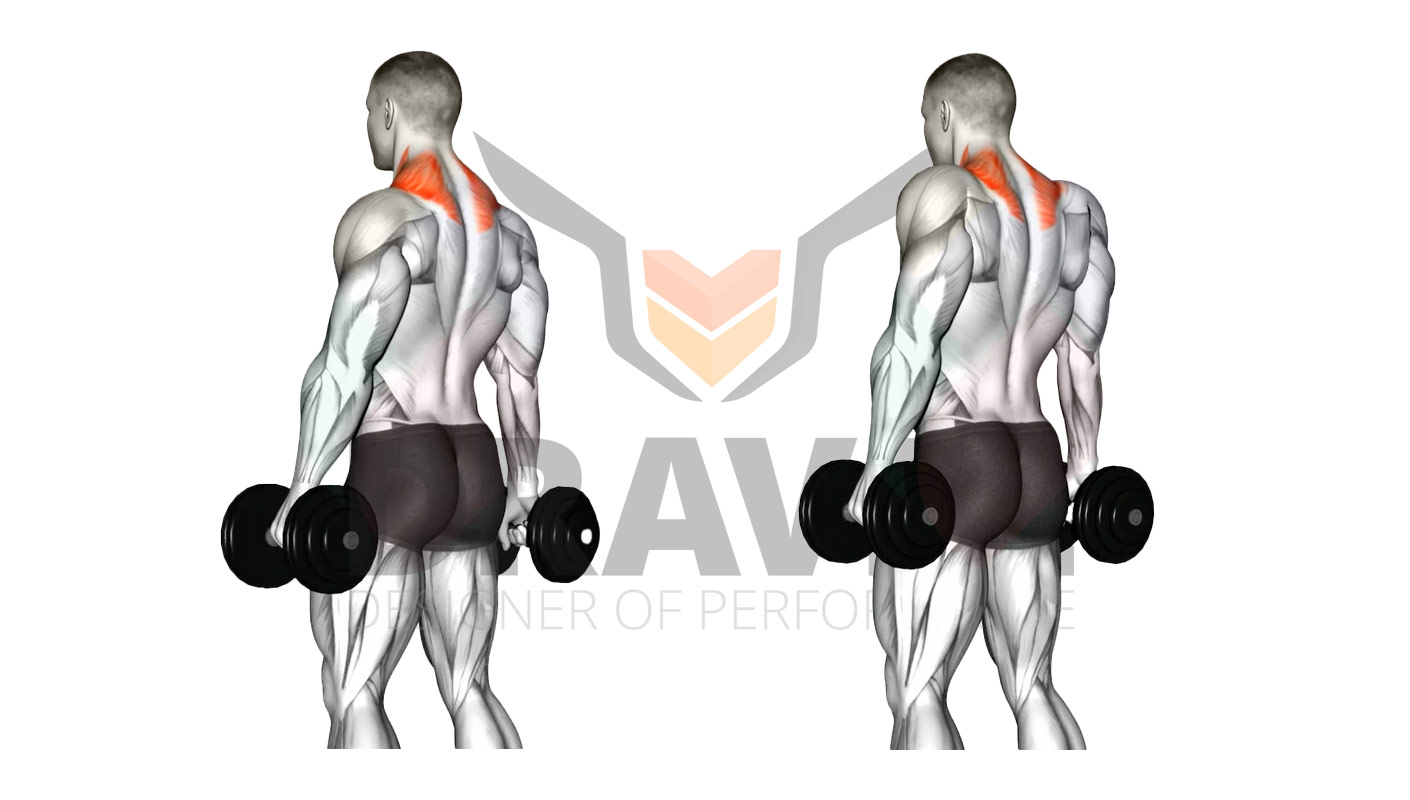 Accessoire Poignet Grip Renforcement Musculaire Haltère Exercice Musculation