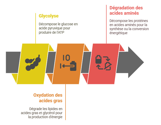 voies du catabolisme