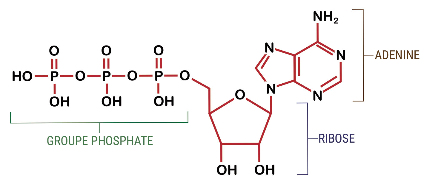 molécule d'ATP