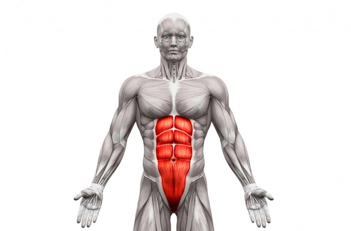 Musculation des abdominaux : guide & exercices abdos