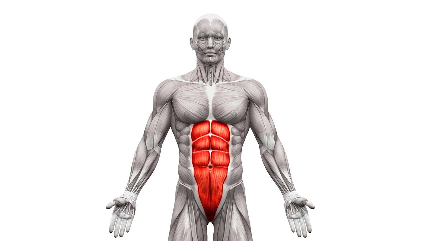 Muscles Abdominaux (Grand droit, Obliques, Transverse) : Anatomie